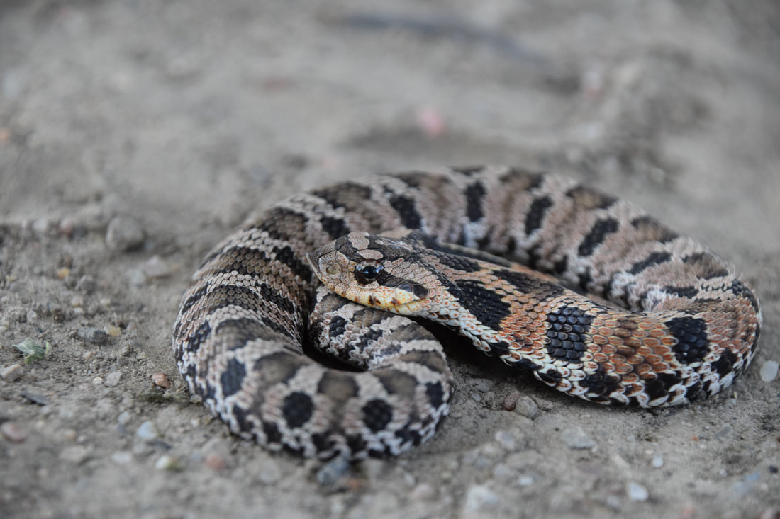 Learn about eastern hog-nosed snakes