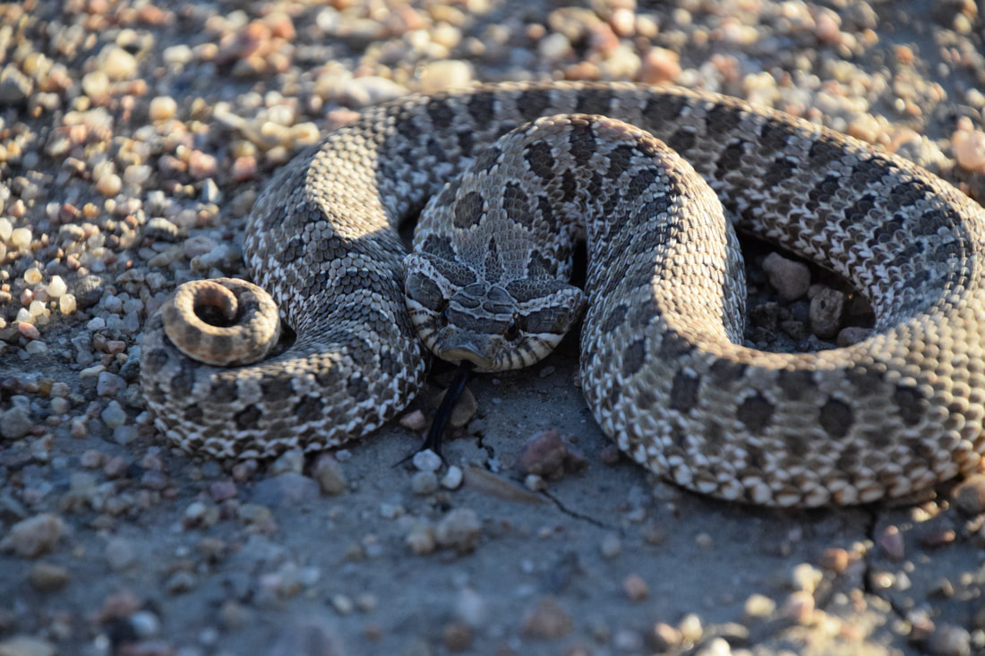 Plains Hog-nosed Snake  Amphibians, Turtles & Reptiles of